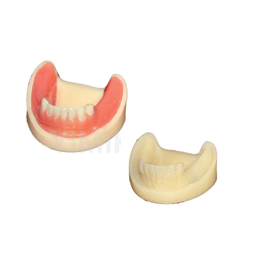 Modelo de enseñanza, Consumibles dentales, material dental, clinica dental, dent